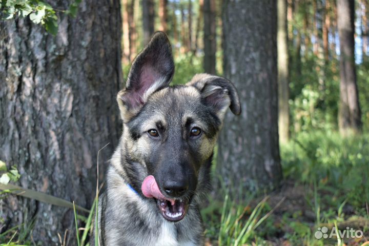 Щенок-метис в добрые руки