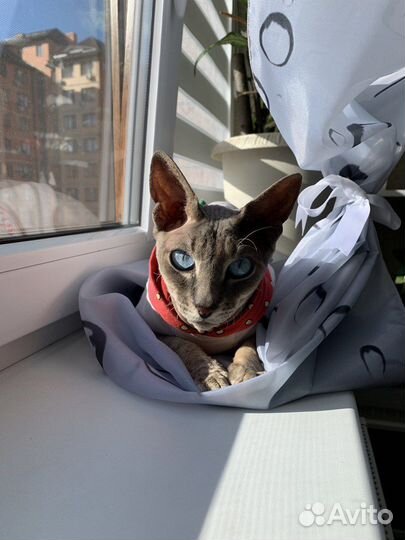 Вязка сфинкс