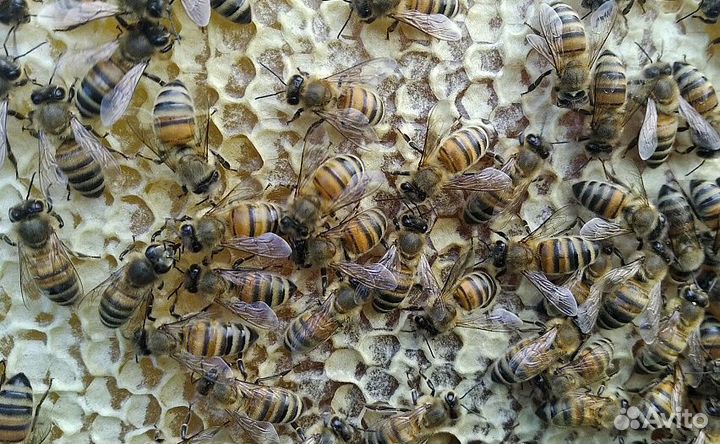 Пчелопакеты бакфаст