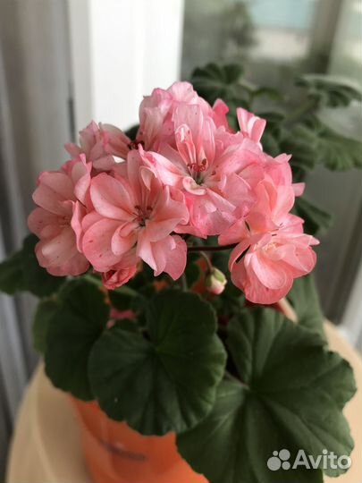 Пеларгонии сортовые