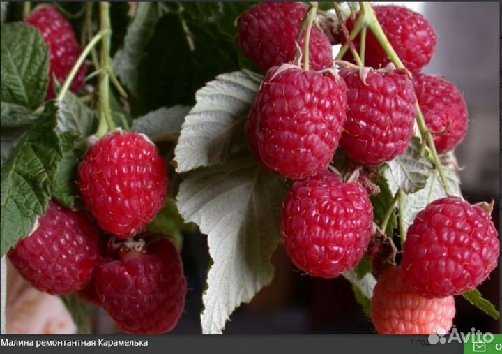 Ремонтантная малина Карамелька, Полка