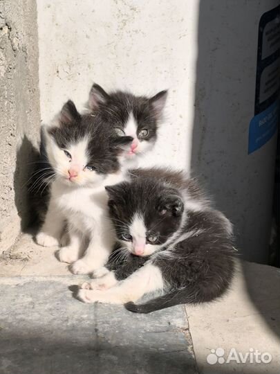 Отдам бесплатно в добрые руки, едят всё подряд