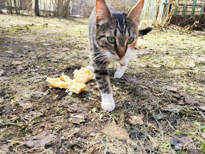 Котята в добрые руки бесплатно помесь мейнкуна