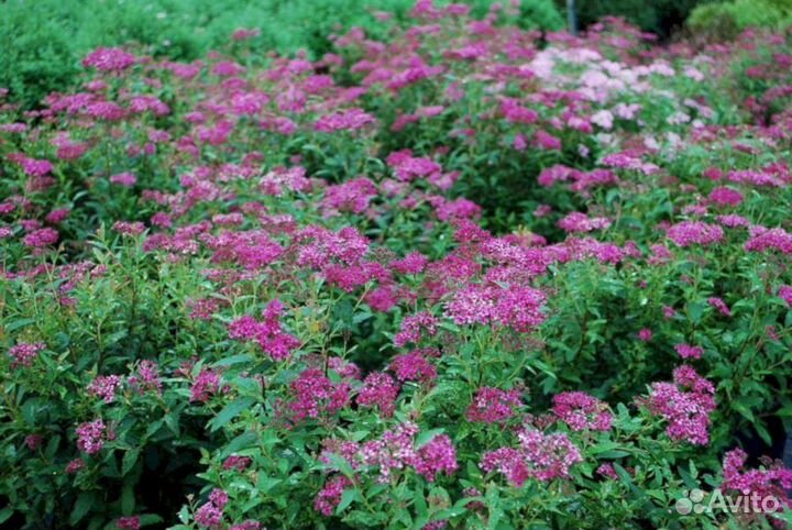 Спирея Энтони Ватерер