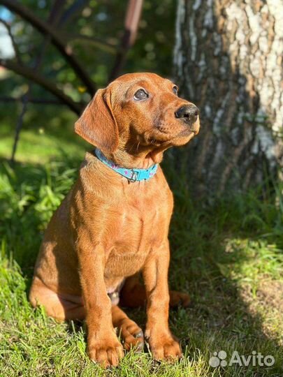 Немецкий пинчер