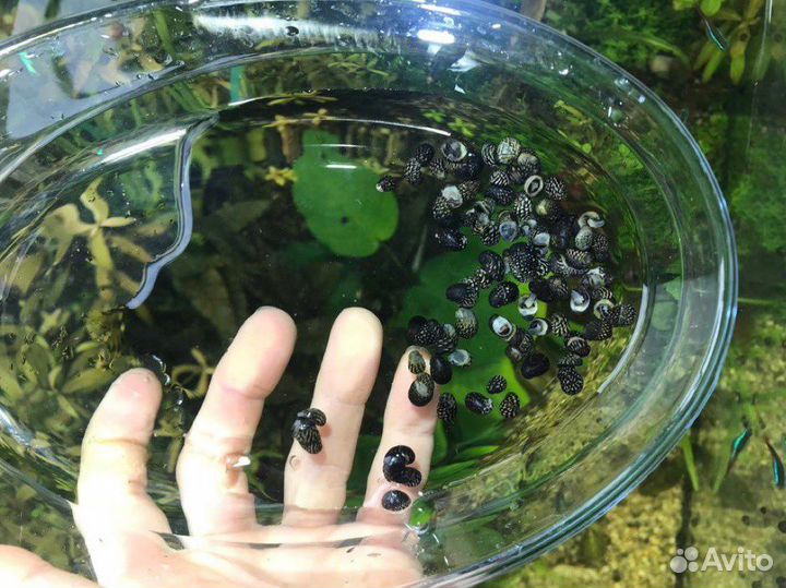 Улитки Теодоксус. Доставка. Самовывоз