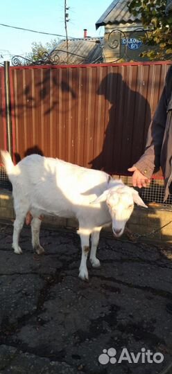 Коза дойная