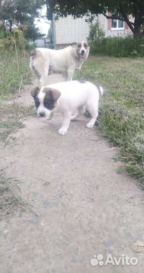 Маленькие щенки в добрые руки бесплатно