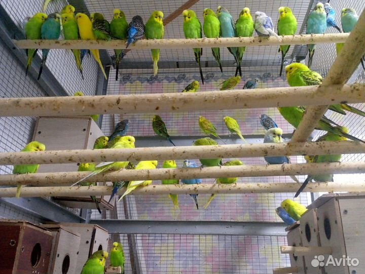 Волнистый попугай