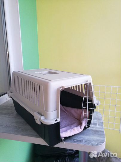 Переноска на прокат