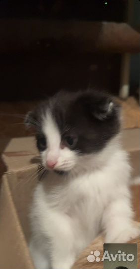Кошка в дар бесплатно