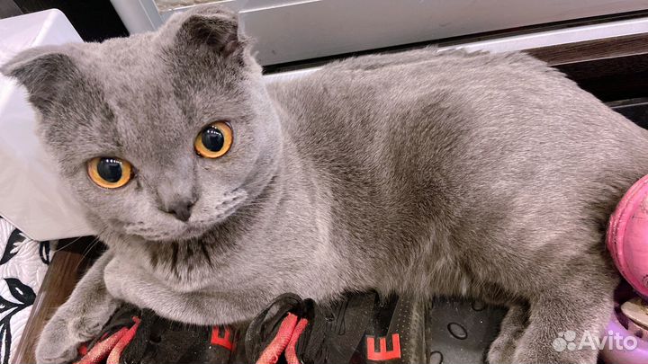 Шотландский кот вязка