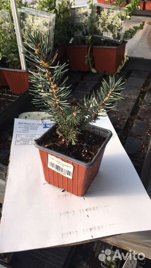 Ель голубая карликовая Карпатен (Глаука Глобоза)