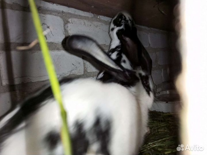 Кролики на мясо