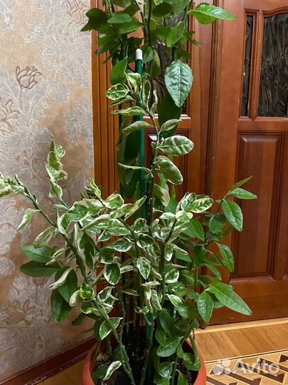 Комнатные цветы педилантус