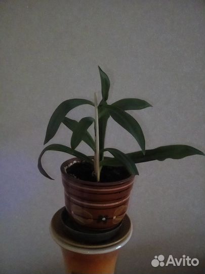 Традесканция рео