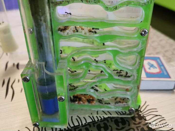 Муравьиная ферма (Messor Structor, матка+расплод)