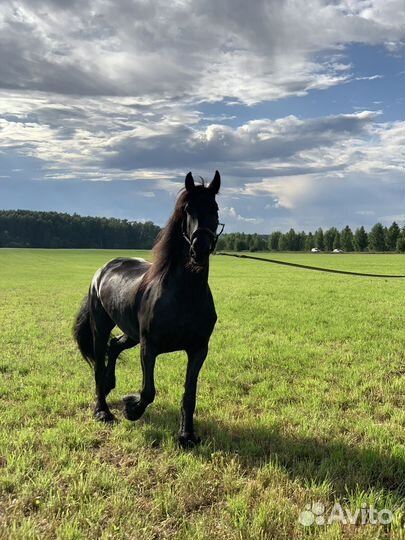 Фризская Лошадь