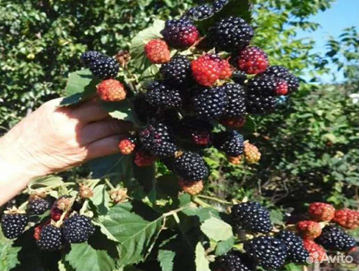 Блек Джем Ежевика ремонтантная