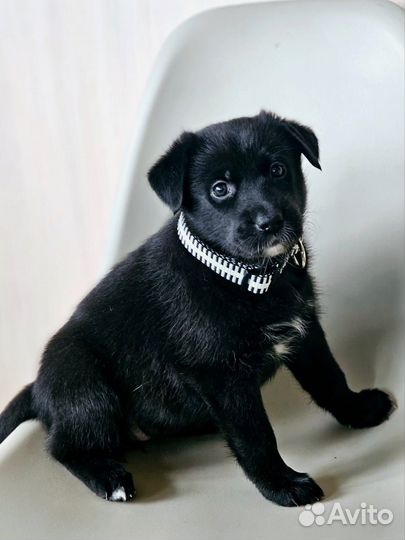 Щенки метисы ризеншнауцера