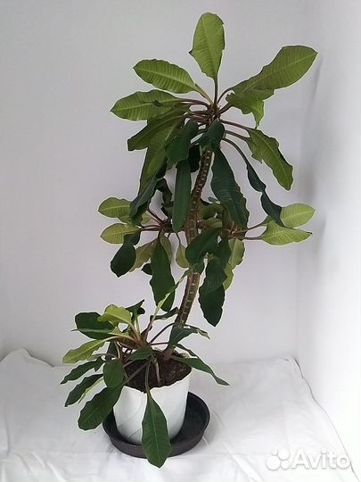 Молочай беложилковый 80 см