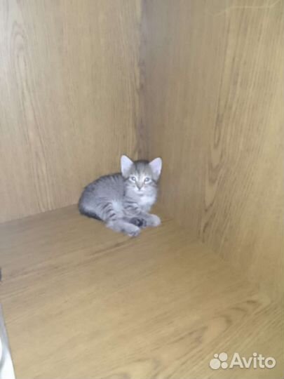 Котята в добрые руки бесплатно