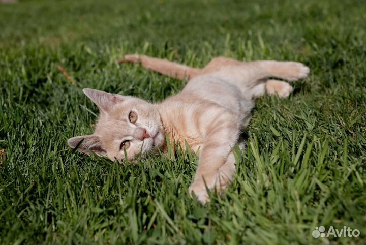 Хикару особенный котёнок в добрые руки бесплатно