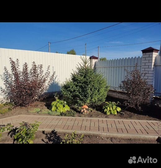 Пузыреплодник