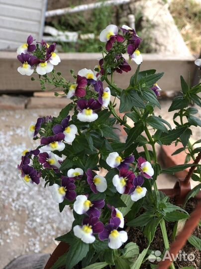 Дельфиниум многолетний, Ампельная Вербена