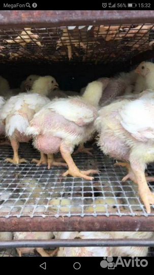 Броллер двухнедельный