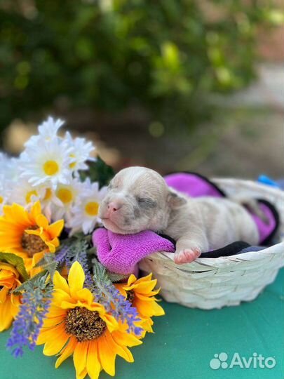 Щенки американского булли