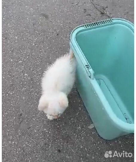 Белоснежный котёнок