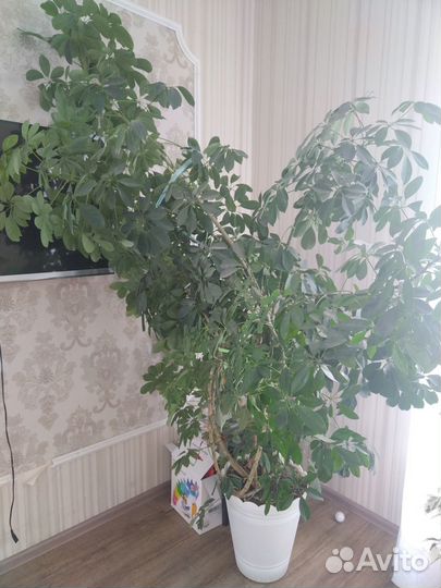 Комнатные цветы шефлера