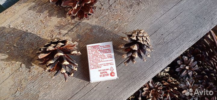 Шишки сосновые