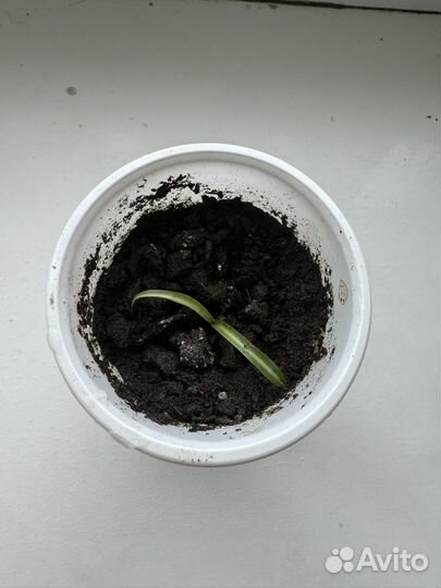 Хлорофитум кудрявый