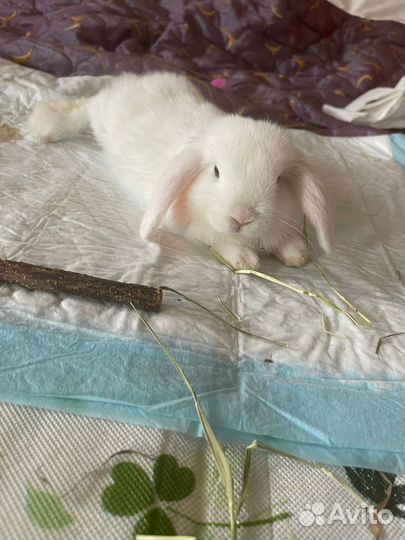 Кролик девочка в добрые руки