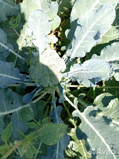 Капуста Брокколи, цветная, пекинская и белокачанна