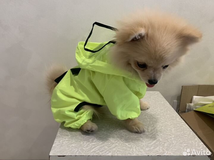 Щенки померанского шпица