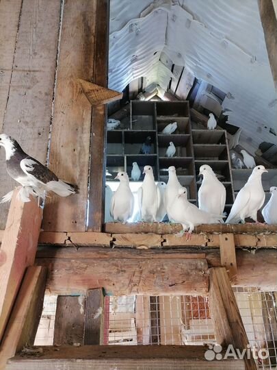 Бакинские бойные голуби