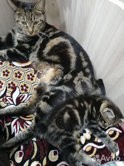 Мини рысята