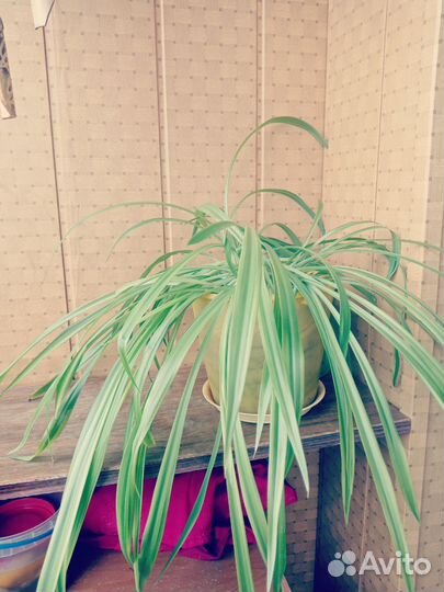 Взрослые растения