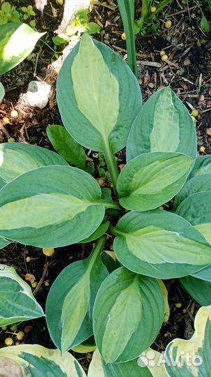 Хоста растения с фото