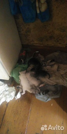 Отдам котят в хорошие руки