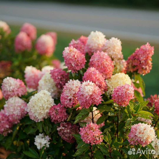 Гортензия более 20 сортов