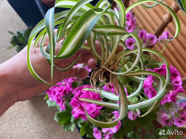 Хлорофитум