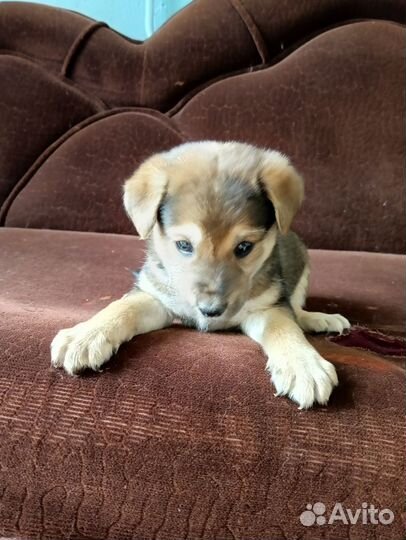 Собака в добрые руки отдам бесплатно