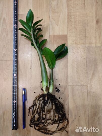 Замиокулькас