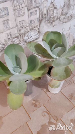 Толстянка Хоббит, каланхоэ Тирсифлора