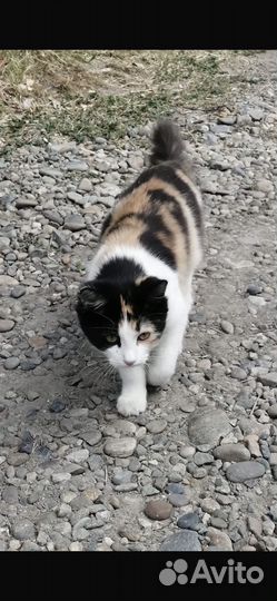 Кошечка в добрые руки