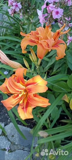 Цветы для сада